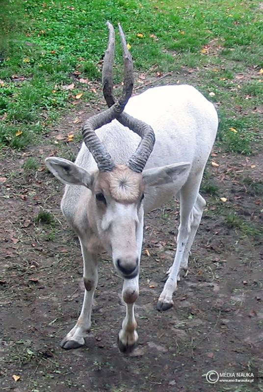 adaks pustynny (Addax nasomaculatus)