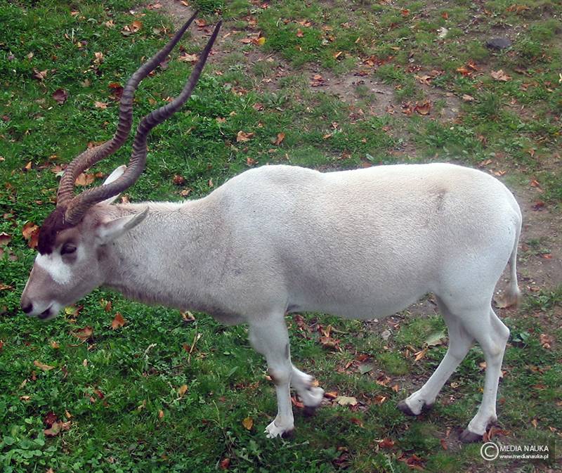 adaks pustynny (Addax nasomaculatus)