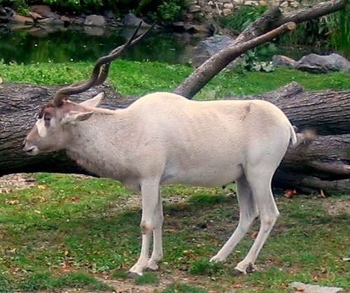 adaks pustynny (Addax nasomaculatus)