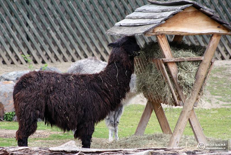 alpaka (Lama pacos)