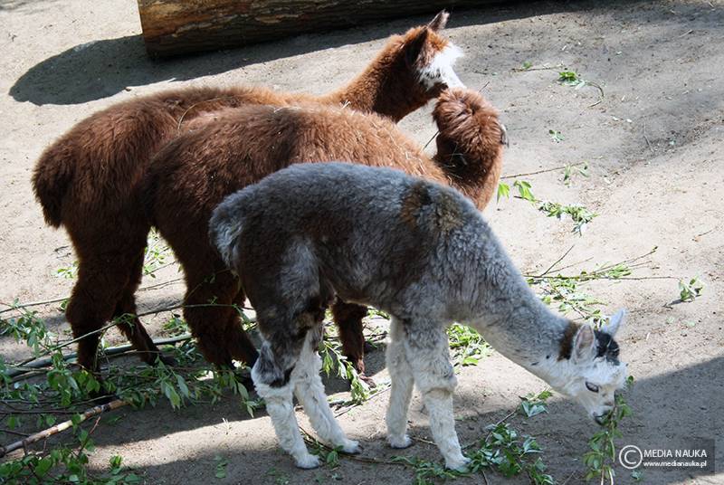 alpaka (Lama pacos)