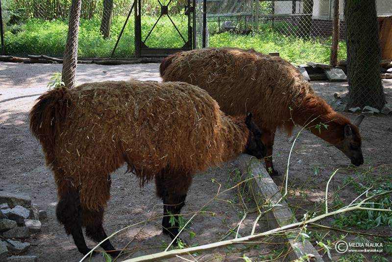 alpaka (Lama pacos)