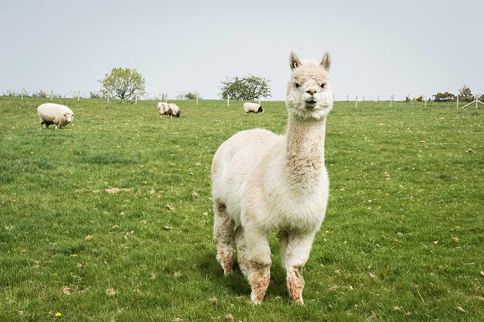 alpaka (Lama pacos)
