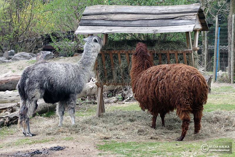 alpaka (Lama pacos)