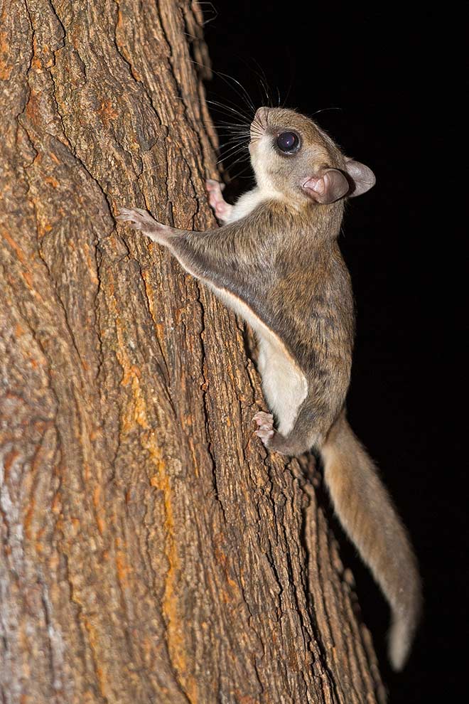 assapan południowy (Glaucomys volans)