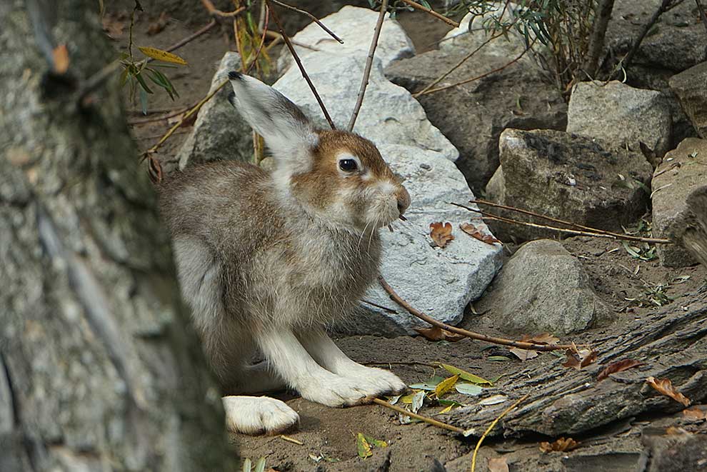 zając bielak (Lepus timidus)