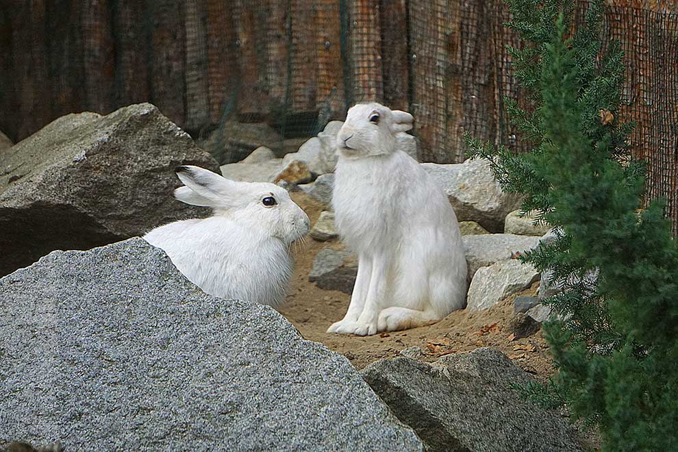 zając bielak (Lepus timidus)