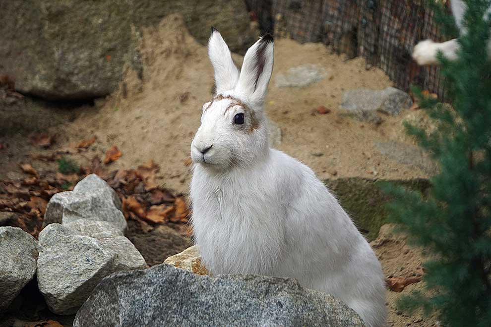 zając bielak (Lepus timidus)