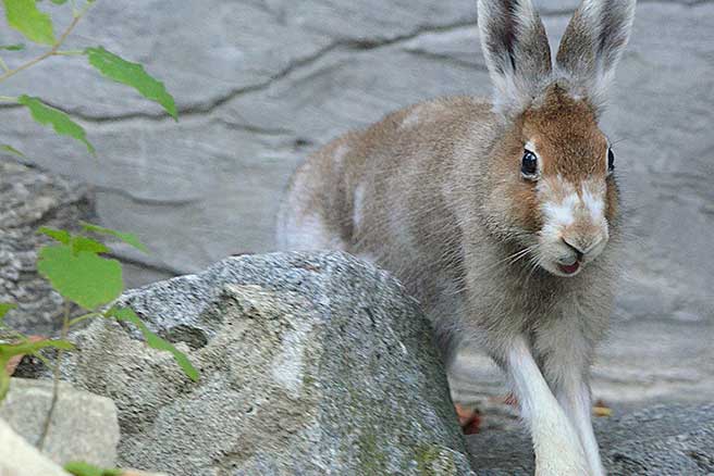 zając bielak (Lepus timidus)