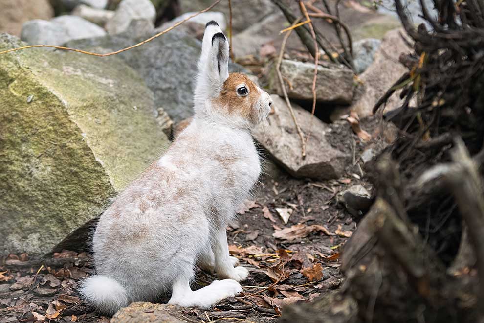 zając bielak (Lepus timidus)