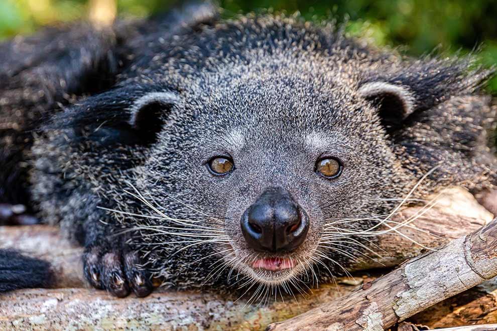 binturong orientalny (Arctictis binturong)
