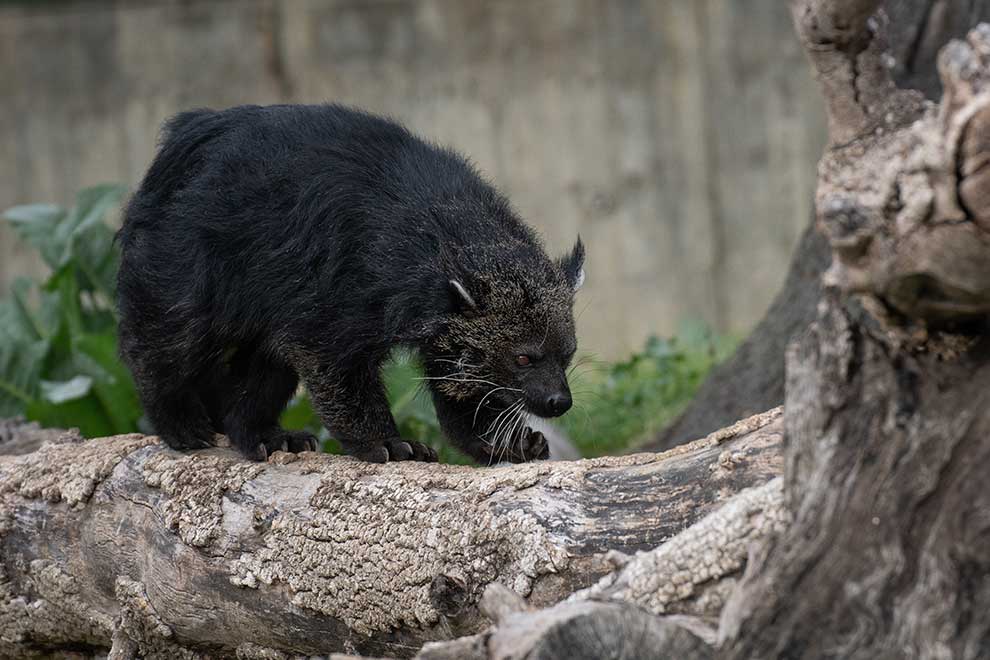 binturong orientalny (Arctictis binturong)