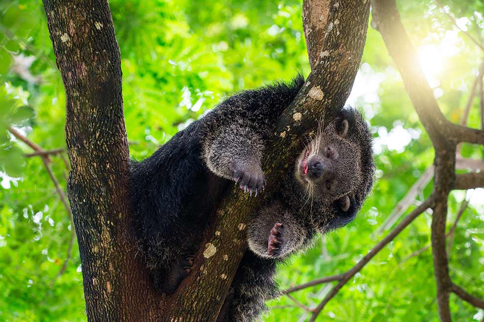 binturong orientalny (Arctictis binturong)