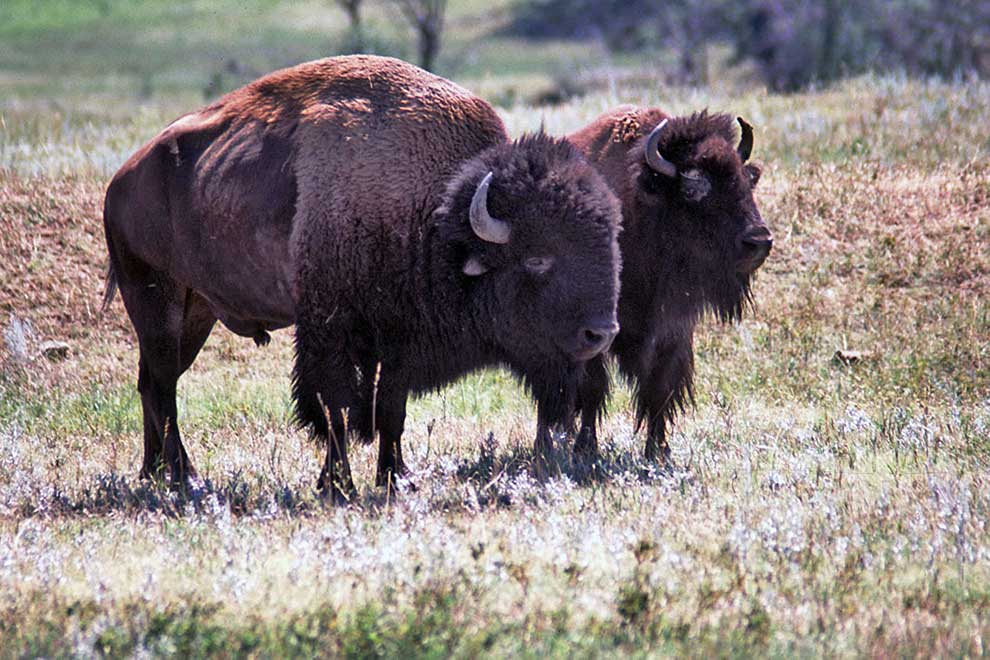 bizon amerykański
