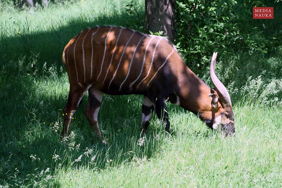 bongo leśne (Tragelaphus eurycerus)