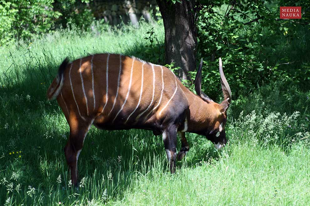 bongo leśne (Tragelaphus eurycerus)