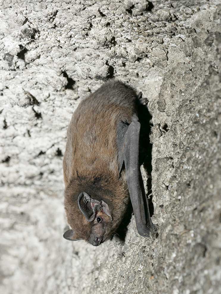 borowiec wielki (Nyctalus noctula)