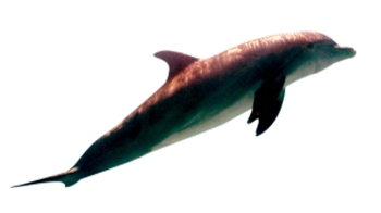 butlonos zwyczajny (Tursiops truncatus)