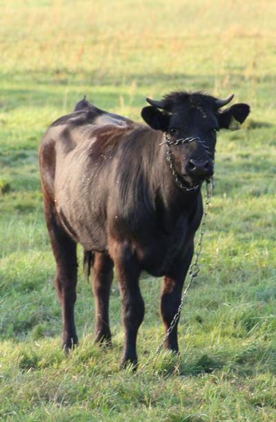 bydło domowe, tur europejski (Bos taurus)