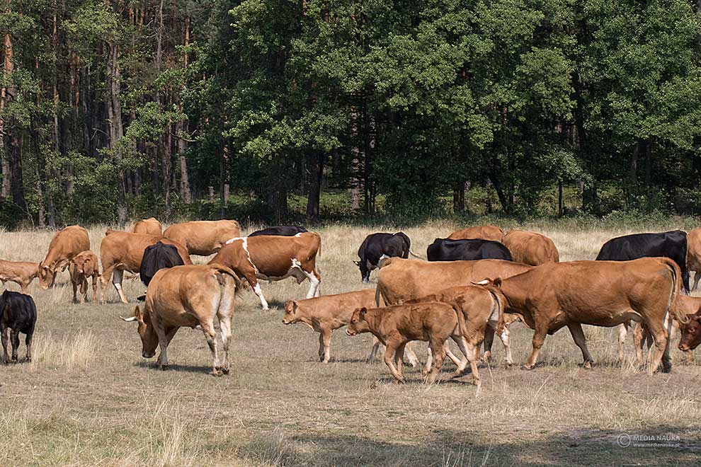 bydło domowe, tur europejski (Bos taurus)