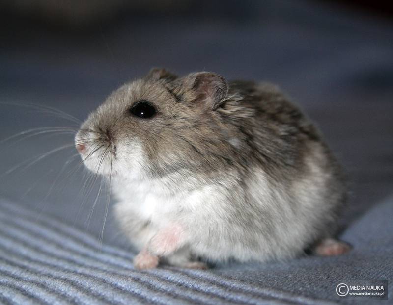 chomicznik dżungarski (Phodopus sungorus)