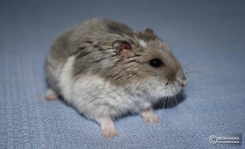 chomicznik dżungarski (Phodopus sungorus)