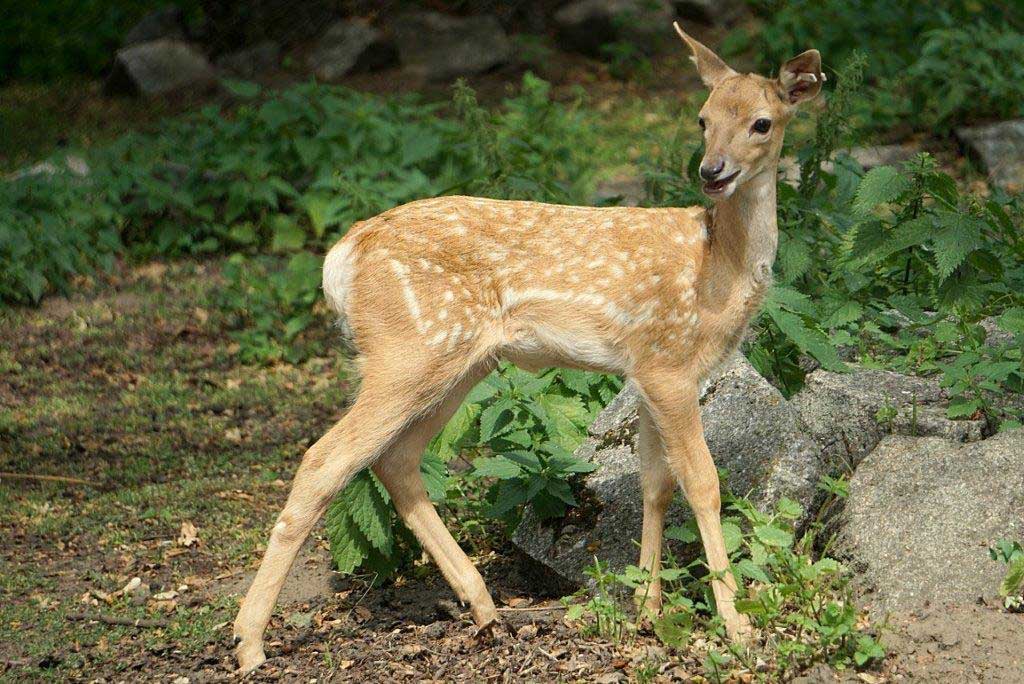 daniel mezopotamski (Dama mesopotamica)
