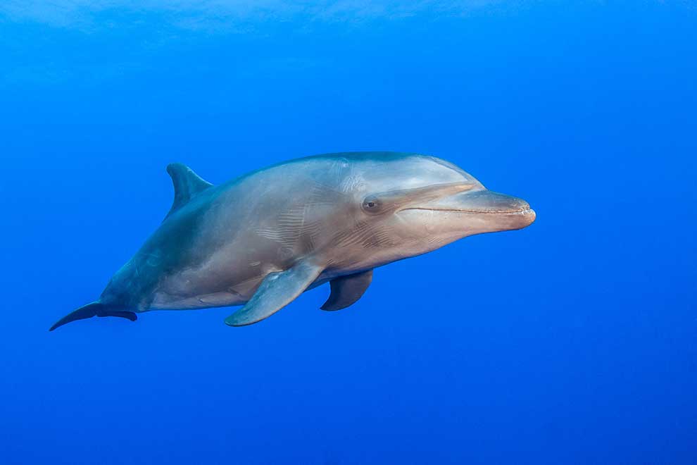 butlonos zwyczajny (Tursiops truncatus)