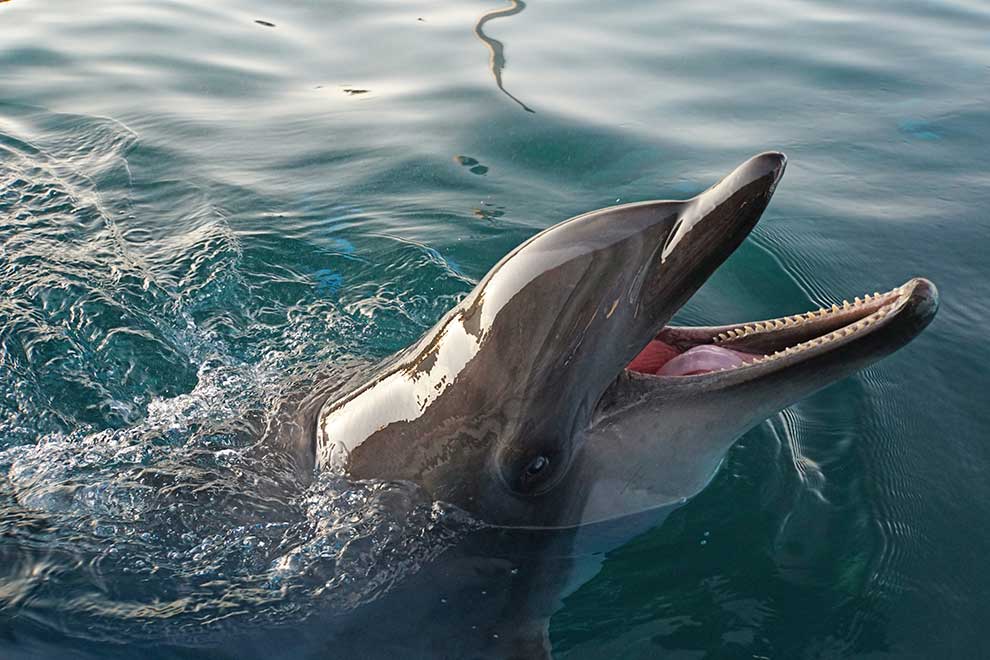 butlonos zwyczajny (Tursiops truncatus)
