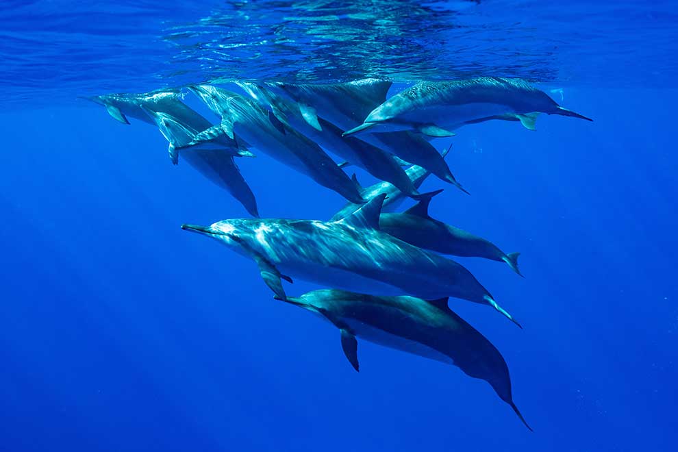 butlonos zwyczajny (Tursiops truncatus)