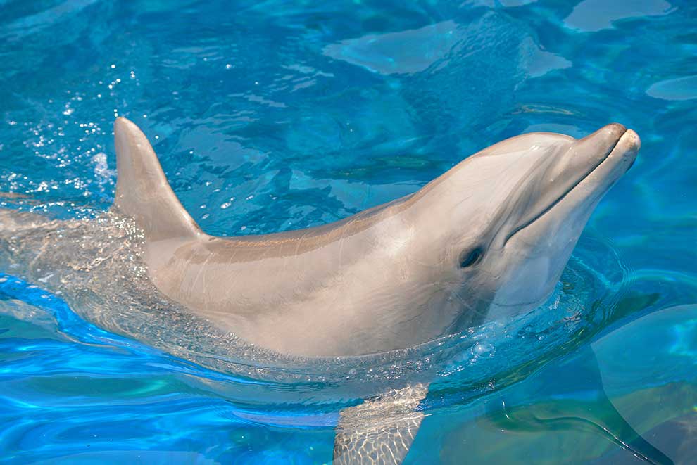 butlonos zwyczajny (Tursiops truncatus)