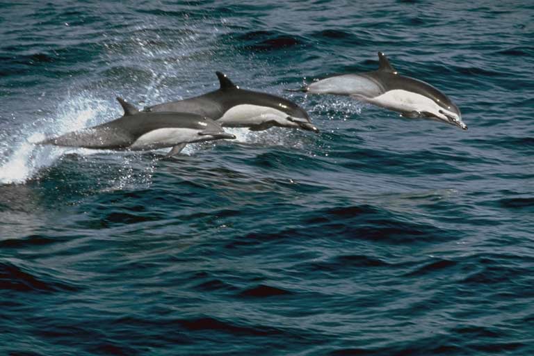 delfin zwyczajny (Delphinus delphis)
