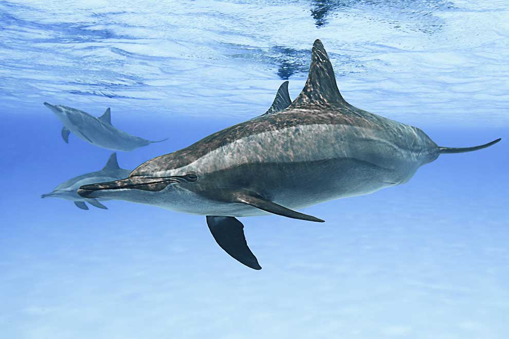 delfinek długoszczęki
