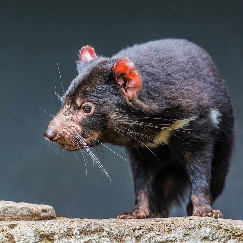 diabeł tasmański (Sarcophilus harrisii)