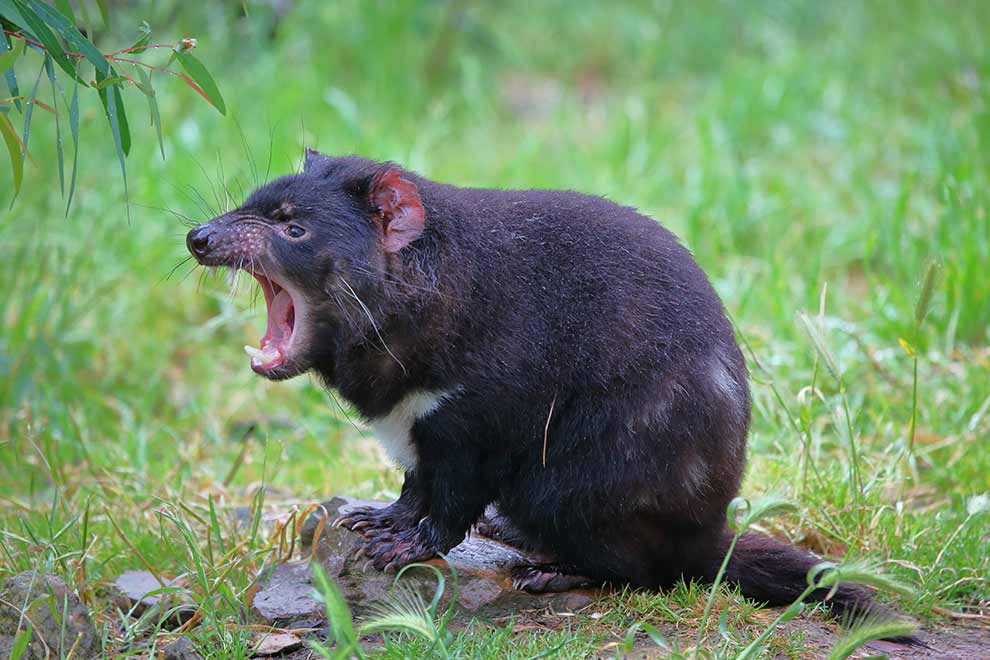 diabeł tasmański (Sarcophilus harrisii)