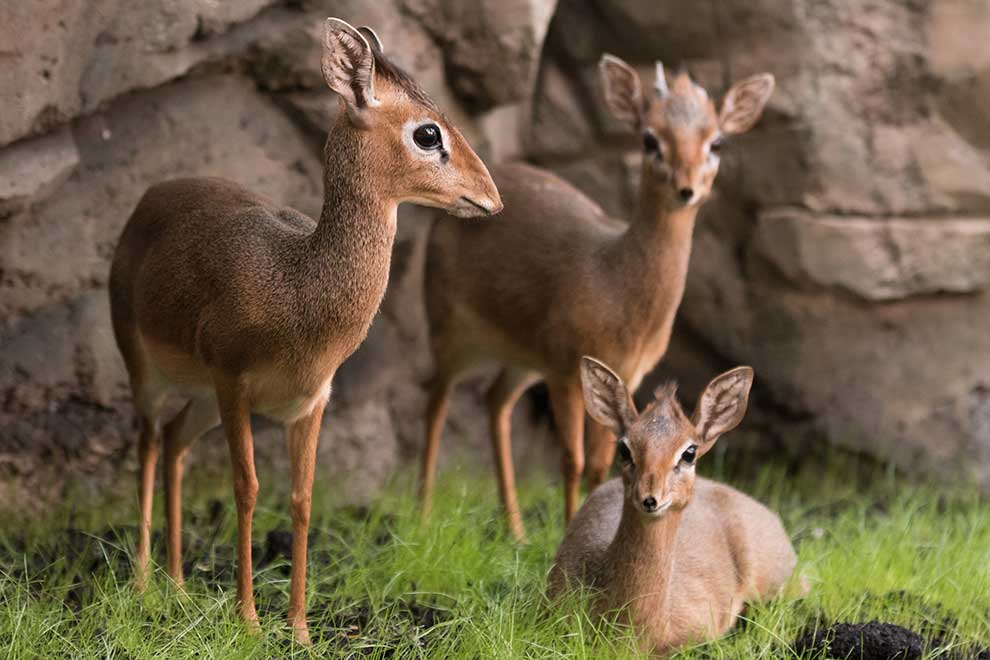 dikdikk sawannowy (Madoqua kirkii)