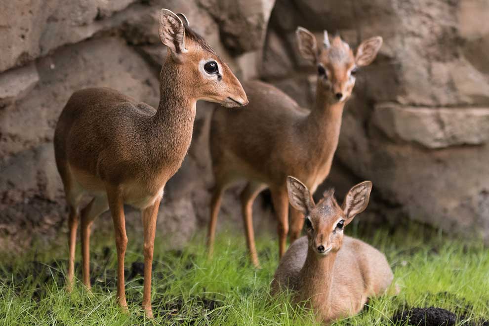 dikdik