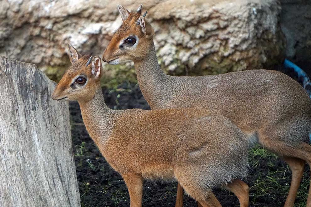 dikdikk sawannowy (Madoqua kirkii)