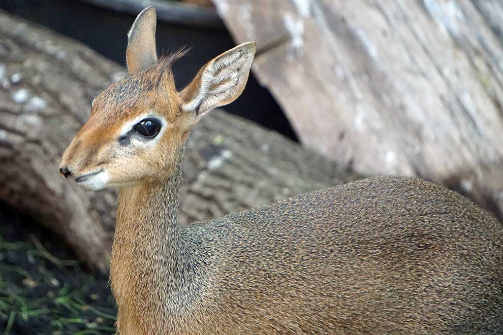 dikdikk sawannowy (Madoqua kirkii)