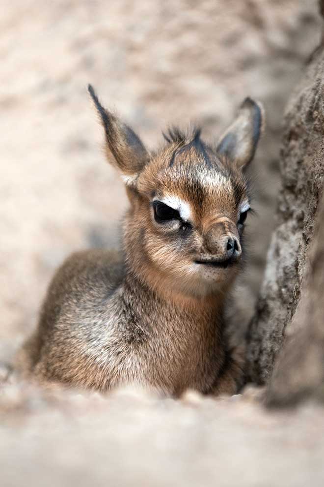dikdikk sawannowy (Madoqua kirkii)