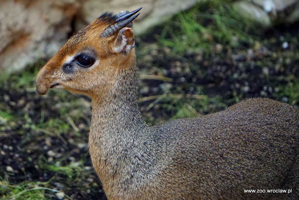 dikdikk sawannowy (Madoqua kirkii)