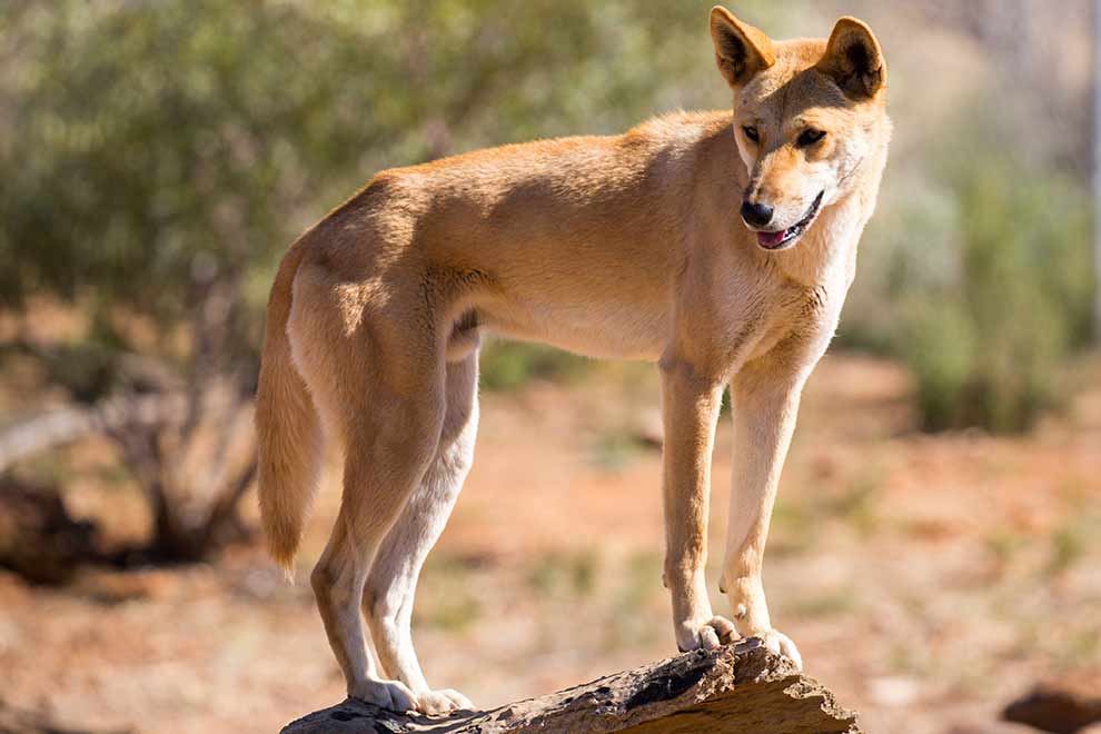 dingo australijski (Canis dingo)