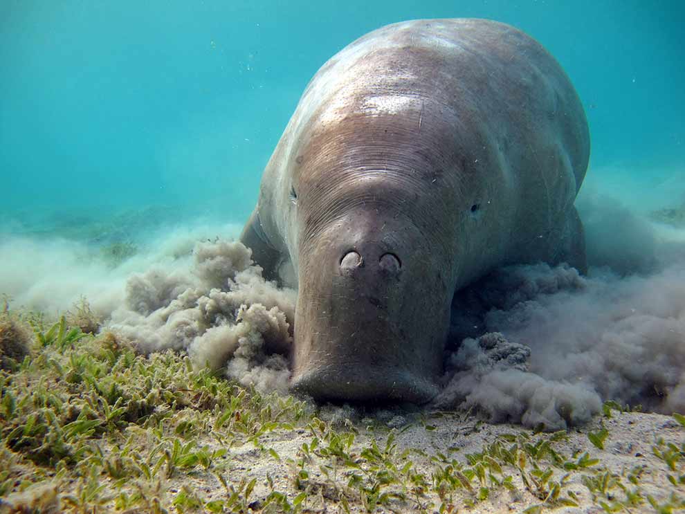 diugoń przybrzeżny (Dugong dugon)
