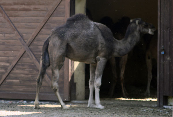 wielbłąd jednogarbny (Camelus dromedarius)