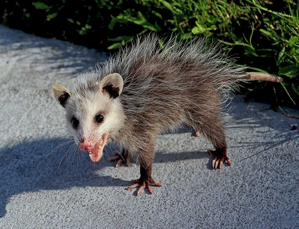 dydelf wirginijski (Didelphis virginiana)