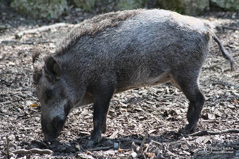 dzik euroazjatycki (Sus scrofa)