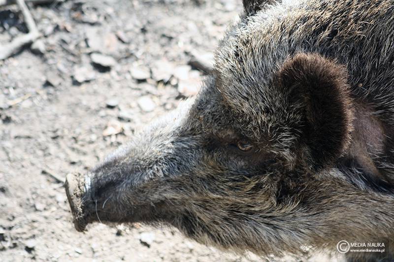 dzik euroazjatycki (Sus scrofa)