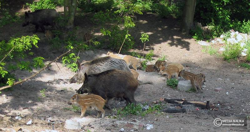 dzik euroazjatycki (Sus scrofa)