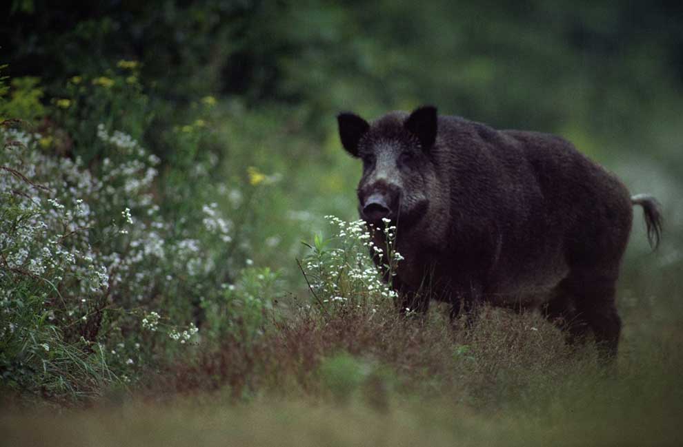 dzik euroazjatycki (Sus scrofa)