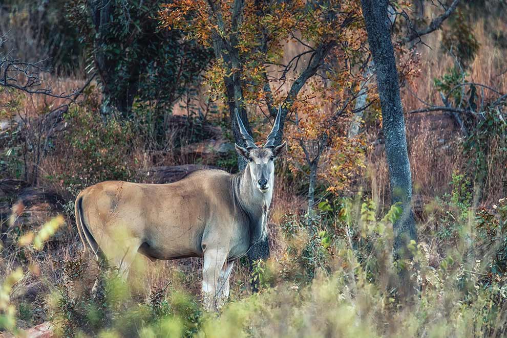 eland zwyczajny (Tragelaphus oryx)